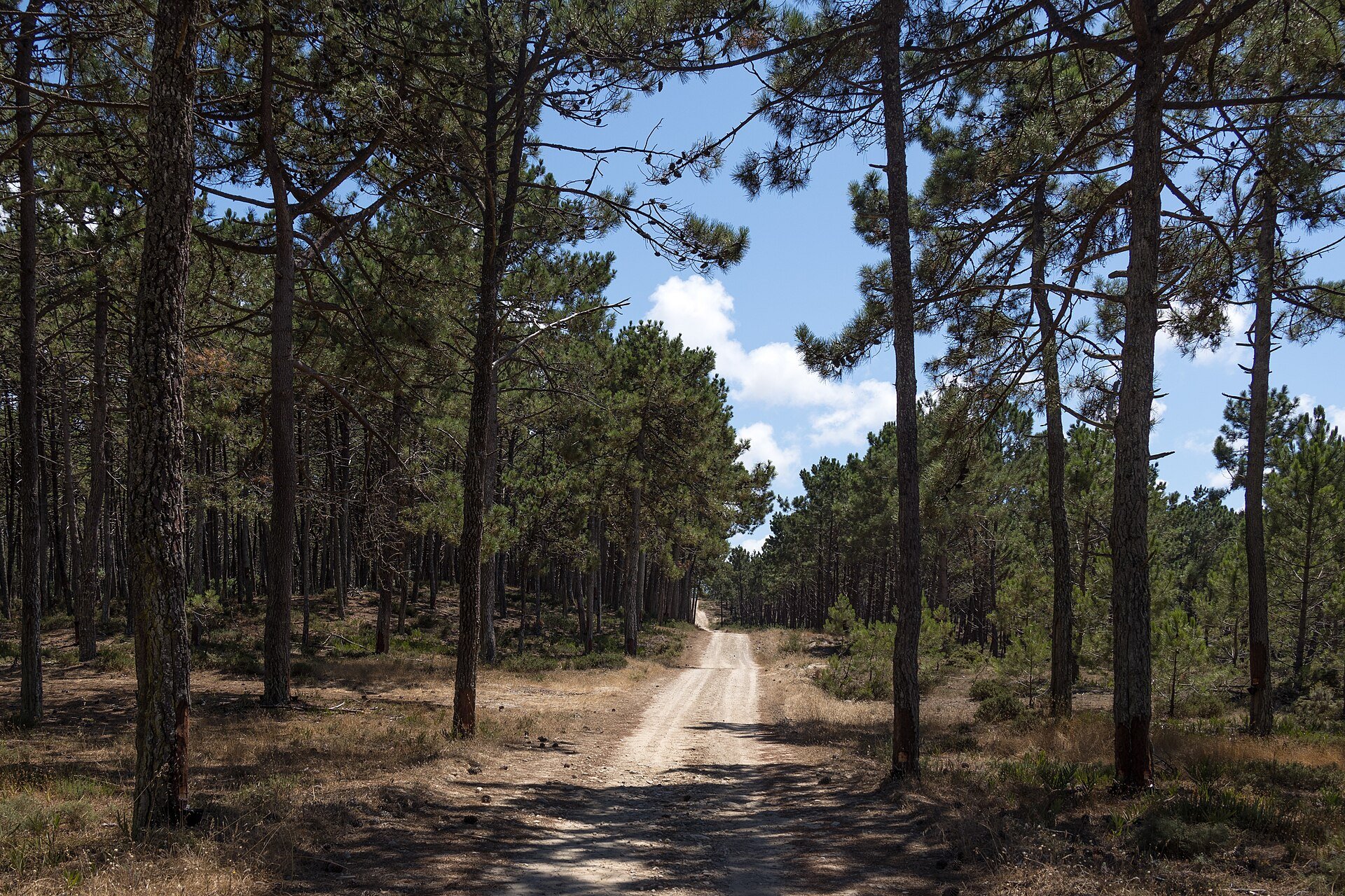 Sandy road through a pine forest
